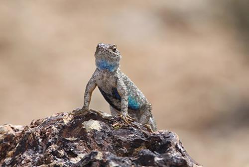 Western fence lizard 